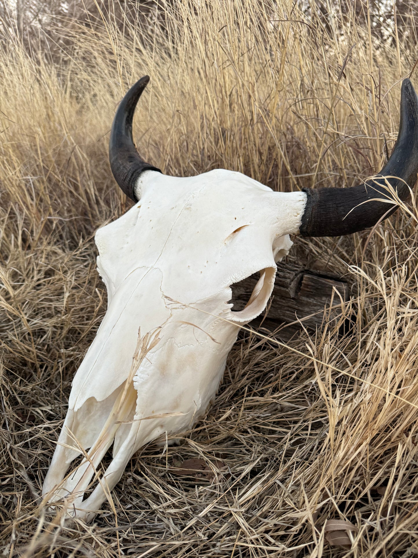 Large Horned Euro Mount* (Bison, Longhorn Cattle, Watusi, ect.)